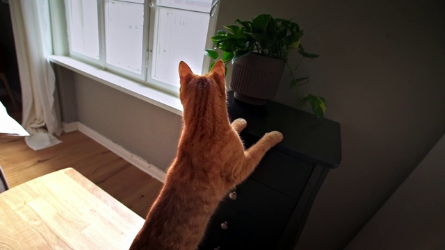 Video Reference N14: Cat, Felidae, Houseplant, Small to medium-sized cats, Hardwood, Wood, Whiskers, Design, Wood stain, Window