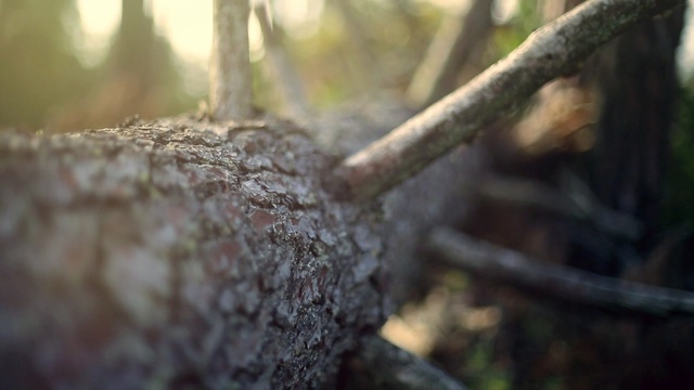 Video Reference N3: Branch, Tree, Trunk, Plant, Twig, Plant stem, Wood, Sunlight, Forest, Woodland
