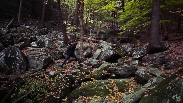 Video Reference N23: Forest, Nature, Natural environment, Natural landscape, Old-growth forest, Wilderness, Vegetation, Nature reserve, Tree, Rock