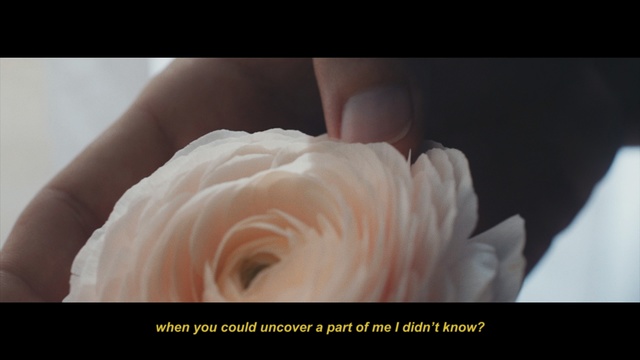 Video Reference N7: Petal, Close-up, Flower, Organism, Plant, Hand, Photography