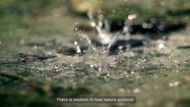 Video Reference N2: Water, Nature, Drop, Moisture, Grass, Close-up, Dew, Macro photography, Photography, Sunlight