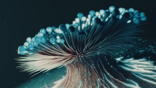 Video Reference N1: marine biology, organism, close up, water, computer wallpaper, underwater, macro photography, sea anemone, invertebrate, sky