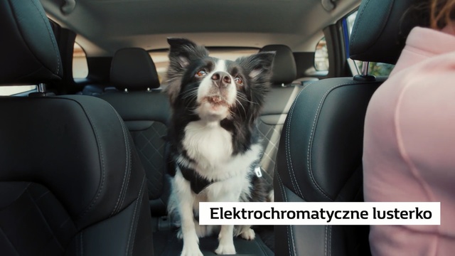 Video Reference N1: Mammal, Vertebrate, Canidae, Dog, Dog breed, Car seat, Carnivore, Border collie, Snout, Photo caption