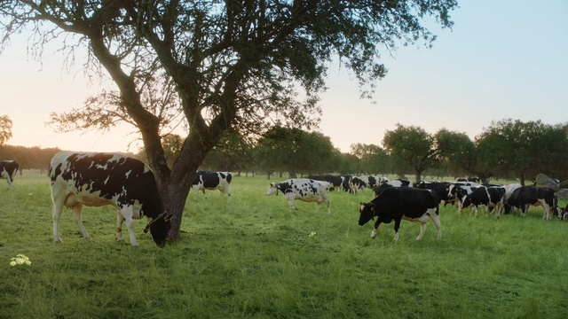 Video Reference N0: Pasture, Herd, Grazing, Bovine, Grassland, Dairy cow, Natural environment, Livestock, Rural area, Grass