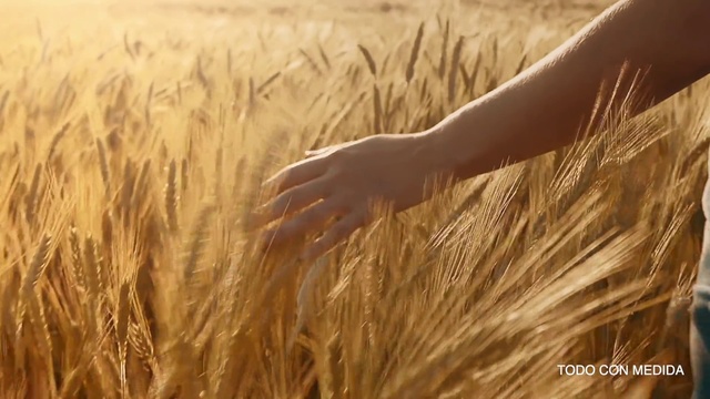Video Reference N13: Ecoregion, People in nature, Sunlight, Grass, Gold, Agriculture, Grassland, Grass family, Natural landscape, Khorasan wheat