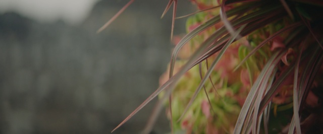 Video Reference N2: leaf, plant, grass family, grass, close up, branch, tree, morning, sunlight, twig