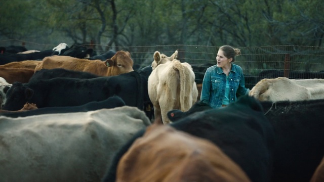 Video Reference N10: Bovine, Horse, Livestock, Herd, Landscape, Cow-goat family, Ranch, Herding, Person