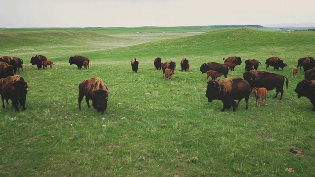 Video Reference N1: Herd, Grassland, Pasture, Grazing, Bovine, Natural environment, Ranch, Grass, Ecoregion, Prairie