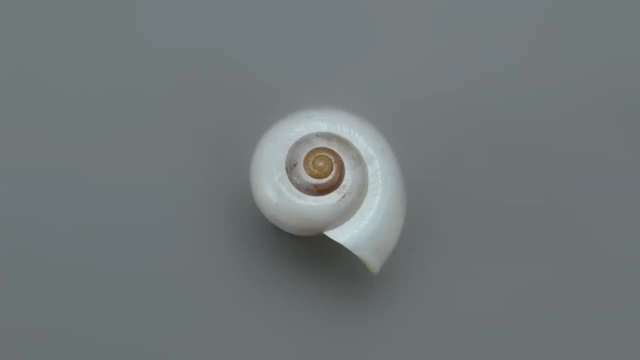 Video Reference N1: Sea snail, Shell, Spiral, Conch