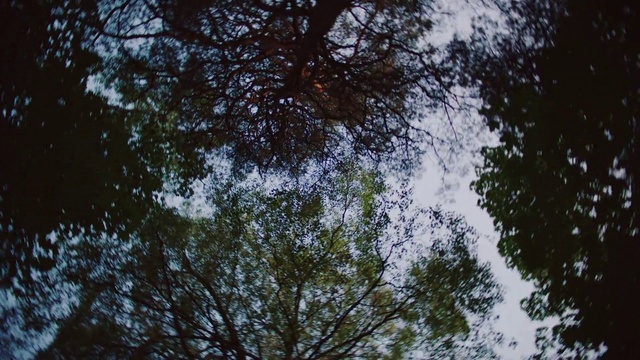 Video Reference N2: Tree, Sky, Nature, Branch, Vegetation, Natural environment, Green, Leaf, Woody plant, Atmospheric phenomenon