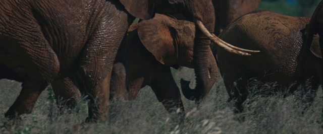 Video Reference N2: Elephant, Terrestrial animal, Elephants and Mammoths, Wildlife, Indian elephant, African elephant, Organism, Adaptation, Safari, Snout