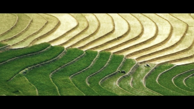 Video Reference N2: field, grass, crop, landscape, agriculture, grass family, pattern, labyrinth