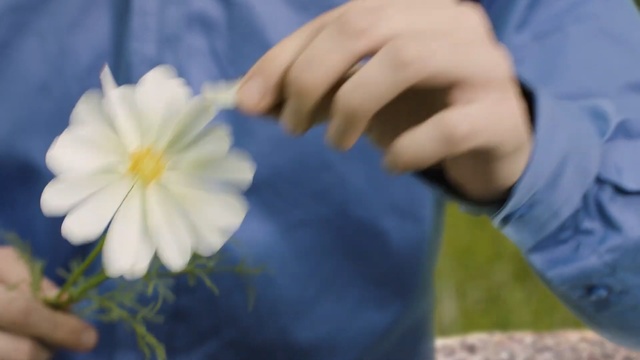 Video Reference N0: Blue, Flower, Petal, Plant, Botany, Hand, Wildflower, Flowering plant, Daisy family, Gesture