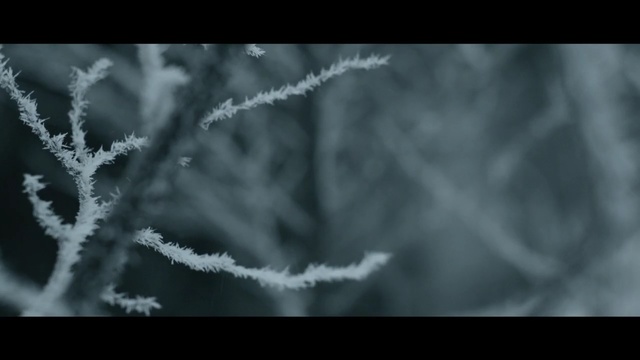 Video Reference N1: black, nature, black and white, frost, atmosphere, freezing, darkness, monochrome photography, photography, sky, Person