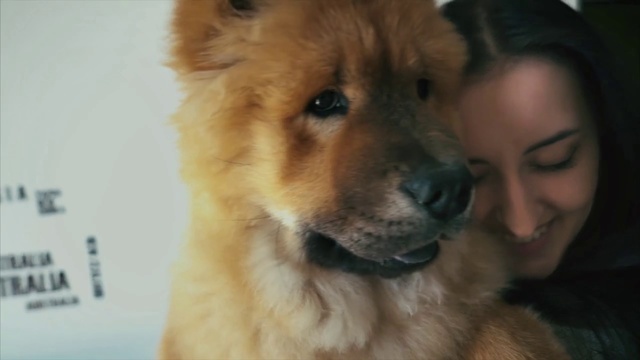 Video Reference N1: Dog, Mammal, Vertebrate, Dog breed, Canidae, Chow chow, Eurasier, Carnivore, Companion dog, Snout, Person, Indoor, Sitting, Animal, Looking, Brown, Front, Posing, Small, Computer, Wearing, Man, Standing, Laptop, Young, Woman, Holding, White, Bear, Cute, Puppy