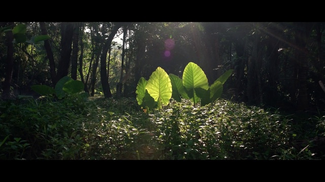 Video Reference N1: Nature, Vegetation, Leaf, Green, Natural environment, Light, Sunlight, Forest, Natural landscape, Tree