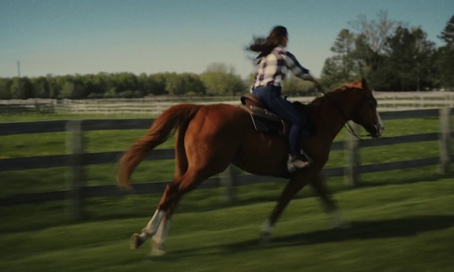 Video Reference N4: Horse, Sky, Vertebrate, Helmet, English pleasure, Halter, Horse tack, Working animal, Bit, Bridle