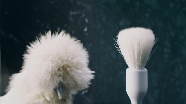 Video Reference N0: Brush, Fur, Personal care