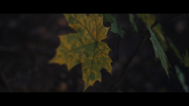 Video Reference N0: Leaf, Nature, Green, Tree, Maple leaf, Natural environment, Plant, Sky, Woody plant, Brown