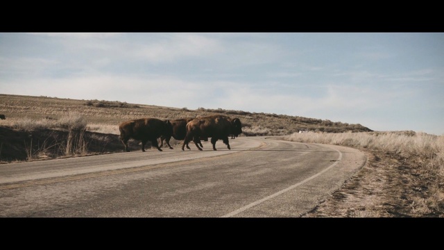 Video Reference N0: road, ecosystem, wilderness, sky, wildlife, grassland, prairie, herd, ecoregion, cattle like mammal