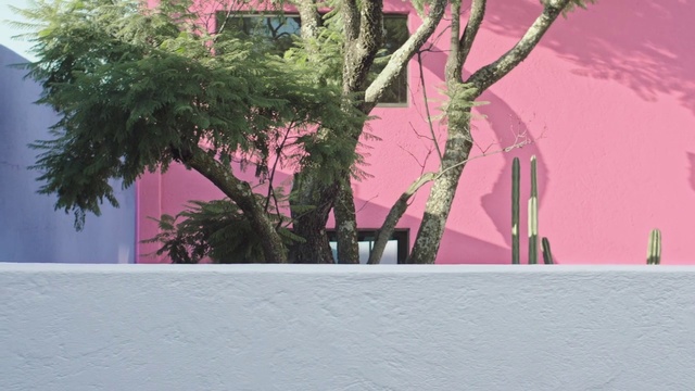 Video Reference N12: Pink, Tree, Magenta, Wall, Plant, Flowerpot, Woody plant, Branch, Architecture, Houseplant