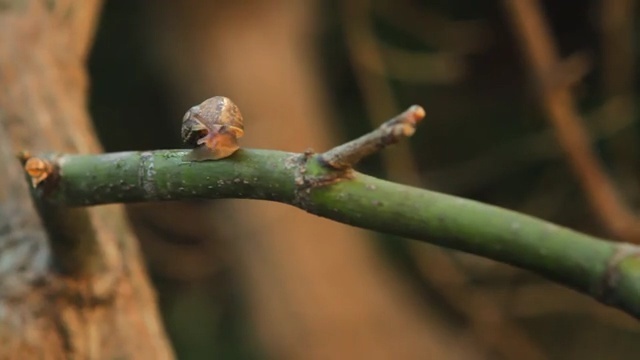 Video Reference N2: Branch, Plant stem, Twig, Plant, Adaptation, Bud, Insect, Macro photography