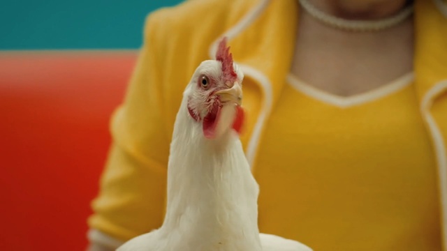 Video Reference N0: Chicken, Galliformes, Bird, Beak