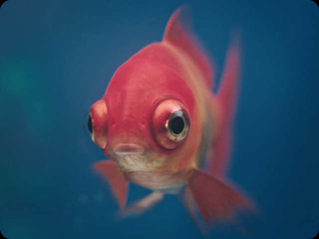 Video Reference N6: Fish, Fish, Blue, Red, Marine biology, Fin, Organism, Goldfish, Feeder fish, Eye