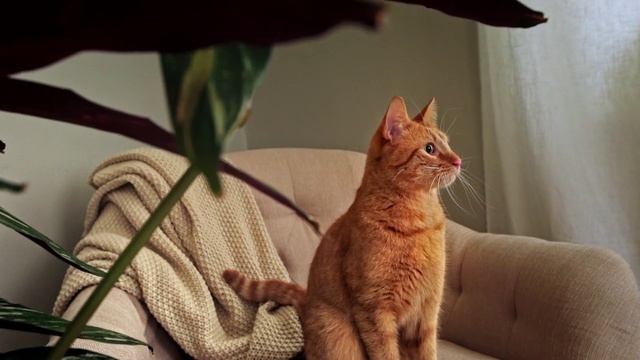 Video Reference N18: Cat, Mammal, Vertebrate, Small to medium-sized cats, Felidae, Whiskers, Carnivore, Arabian mau, German rex, European shorthair