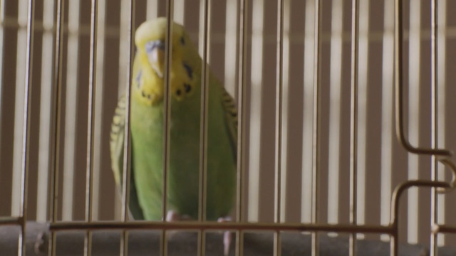 Video Reference N4: bird, common pet parakeet, parakeet, cage, parrot, fauna, beak, lovebird, perico, cockatiel