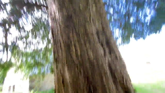 Video Reference N2: Tree, shellbark hickory, Trunk, Plant, Woody plant, Plant stem, Bigtree, Forest, Woodland, Branch