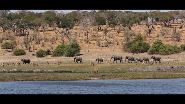Video Reference N1: wildlife, herd, ecosystem, nature reserve, wilderness, fauna, safari, savanna, animal migration, national park