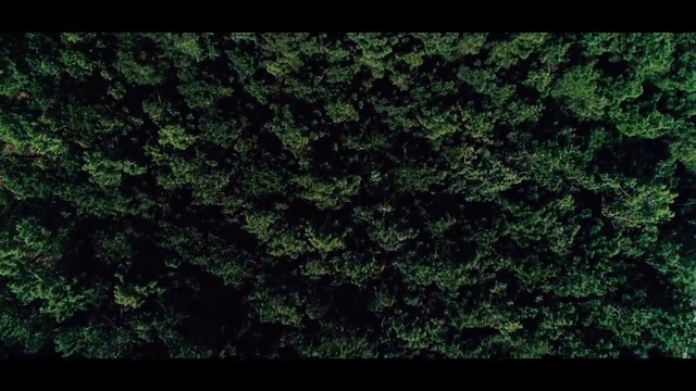 Video Reference N18: Green, Nature, Black, Vegetation, Leaf, Grass, Natural environment, Tree, Plant, Biome