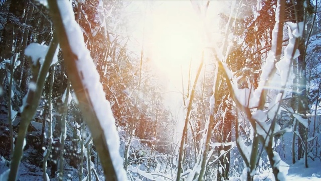 Video Reference N1: Tree, Light, Freezing, Sunlight, Winter, Branch, Water, Grass, Plant, Ice, Person