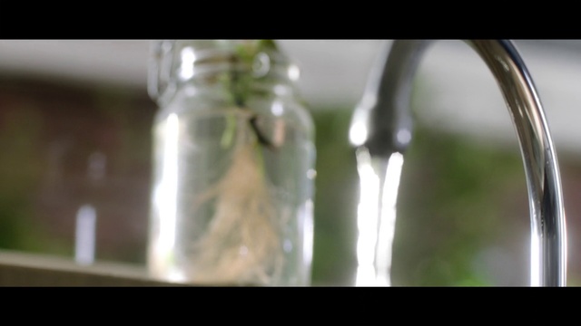 Video Reference N7: Glass bottle, Mason jar, Bottle, Drinkware, Water, Green, Glass, Close-up, Tableware, Plant