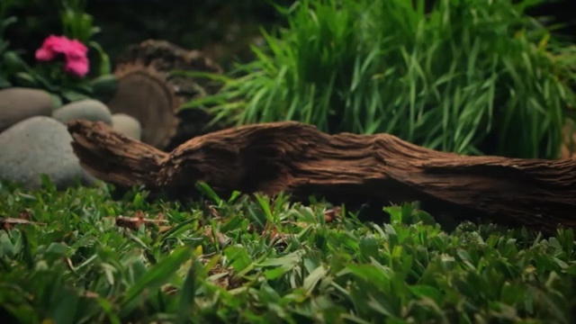 Video Reference N3: Nature, Grass, Plant, Wood, Grass, Tail, Aquatic plant, Wildlife, Freshwater aquarium, Driftwood