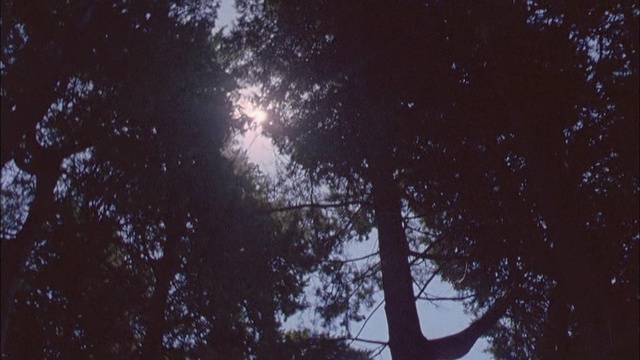 Video Reference N1: Sky, Tree, Nature, Black, Night, Branch, Light, Natural environment, Atmosphere, Astronomical object