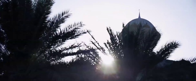 Video Reference N3: Tree, Nature, Sky, Palm tree, Atmospheric phenomenon, Daytime, Branch, Morning, Woody plant, Arecales