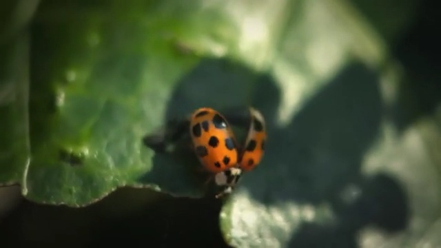 Video Reference N4: Ladybug, Insect, Macro photography, Nature, Beetle, Invertebrate, Close-up, Organism, Photography, Arthropod, Person