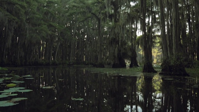 Video Reference N0: Nature, Natural environment, Tree, Forest, Swamp, Bayou, Natural landscape, Nature reserve, Wetland, Vegetation, Person