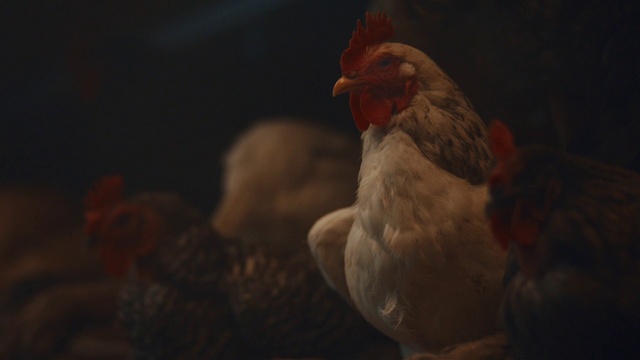Video Reference N1: Chicken, Rooster, Bird, Galliformes, Poultry, Beak, Sky, Livestock, Darkness, Fowl
