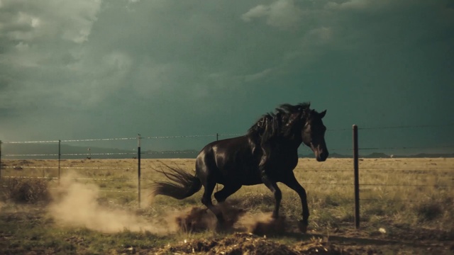 Video Reference N6: Horse, Mammal, Sky, Mane, Stallion, Mustang horse, Mare, Pasture, Ecoregion, Cloud