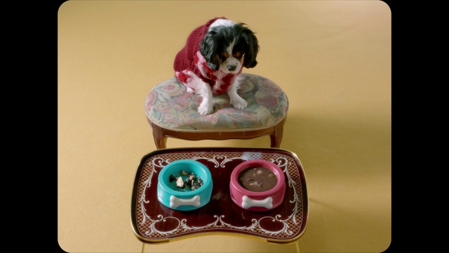 Video Reference N2: Dog, Rectangle, Carnivore, Pink, Pet supply, Companion dog, Dog breed, Dishware, Technology, Electronic device