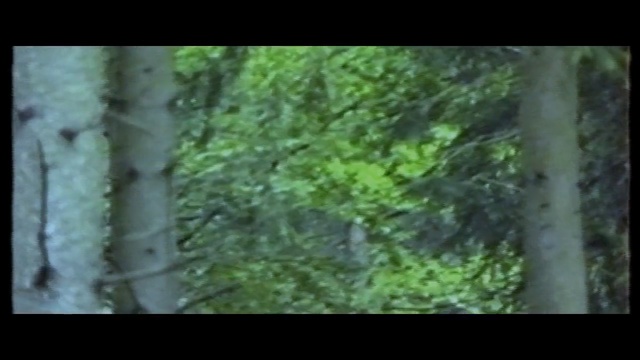 Video Reference N1: Tree, Nature, Forest, Woodland, Natural environment, Nature reserve, Trunk, Old-growth forest, Woody plant, Jungle