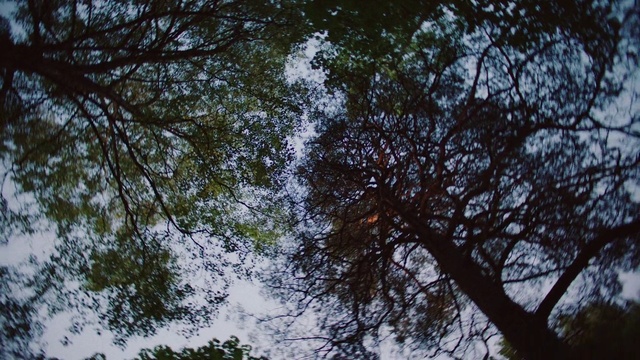 Video Reference N6: Tree, Nature, Branch, Sky, Vegetation, Natural environment, Woody plant, Leaf, Plant, Biome