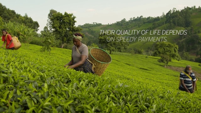 Video Reference N2: Farmworker, Plantation, Tea plant, Assam tea, Ceylon tea, Farm, Cash crop, Plant, Grass, Crop
