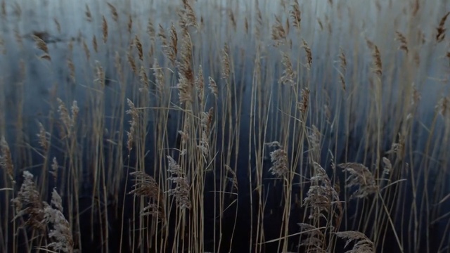 Video Reference N0: phragmites, grass family, frost, grass, freezing, winter, water, wood, sunlight, formation