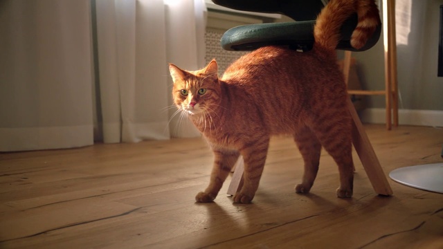 Video Reference N9: Cat, Mammal, Vertebrate, Small to medium-sized cats, Felidae, Whiskers, Carnivore, European shorthair, Tail, Domestic short-haired cat