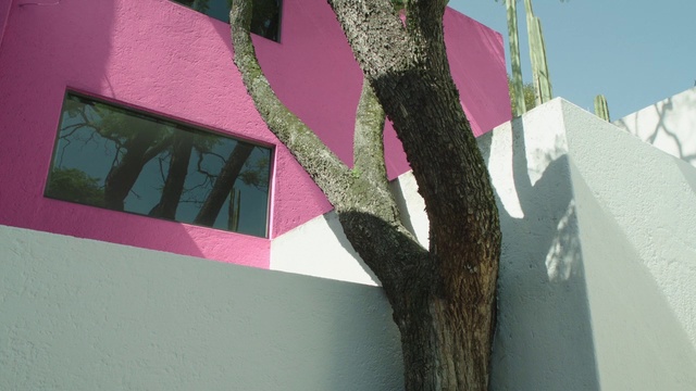 Video Reference N0: Pink, Tree, Green, Branch, Woody plant, Plant, Material property, Magenta, Architecture, Tints and shades