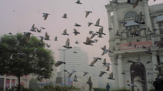 Video Reference N0: Wall, Bird, Flock, Pigeons and doves, Architecture, Facade, Art